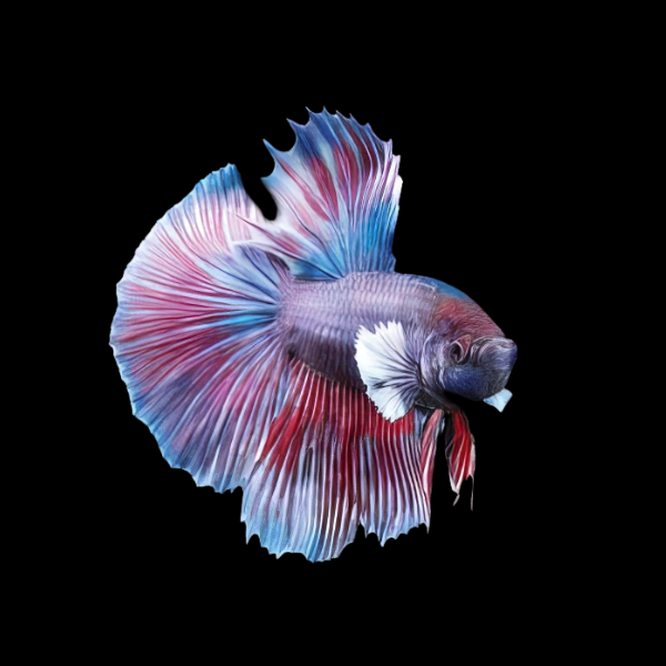 Super Delta Betta Male Purple Base 3cm - Real Aquatics