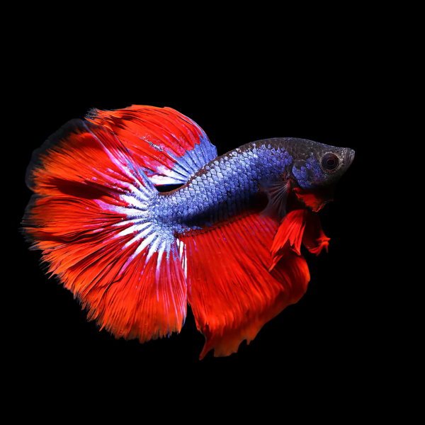 Super Delta Betta Male Red Base 3cm - Real Aquatics