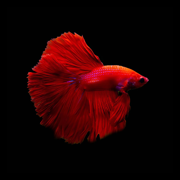 Super Delta Betta Male Red 3cm - Real Aquatics