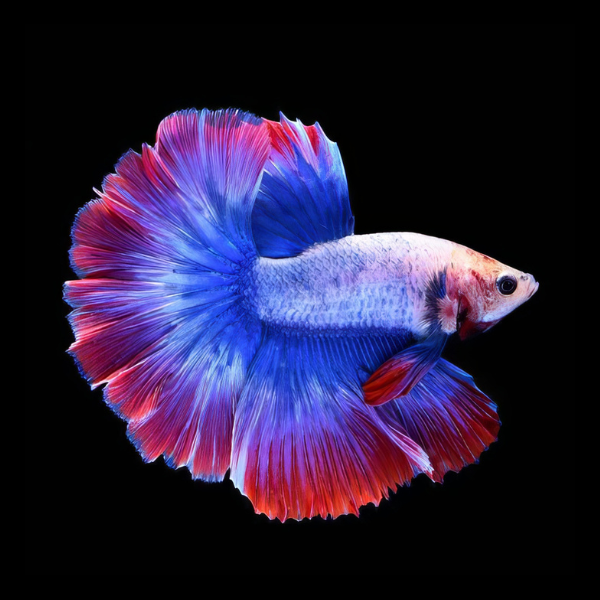 Super Delta Betta Male Tri Colour 3cm - Real Aquatics