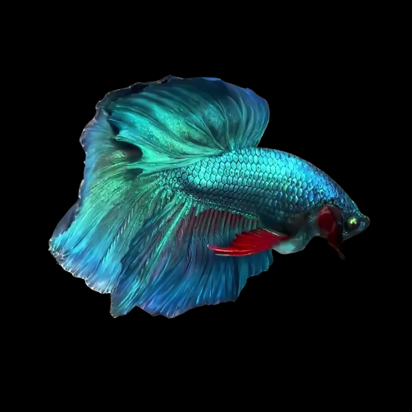 Super Delta Betta Male Turquoise 3cm - Real Aquatics