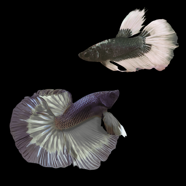 Super Delta Betta Pair Male & Female Black Base 3cm - Real Aquatics