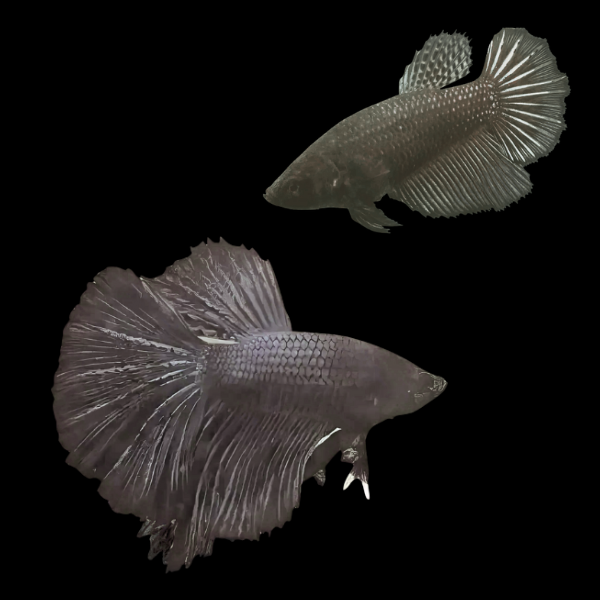 Super Delta Betta Pair Male & Female Black 3cm - Real Aquatics