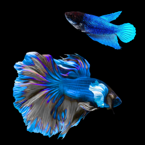 Super Delta Betta Pair Male & Female Blue Base 3cm - Real Aquatics