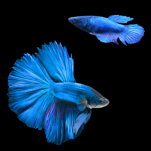 Super Delta Betta Pair Male & Female Blue 3cm - Real Aquatics