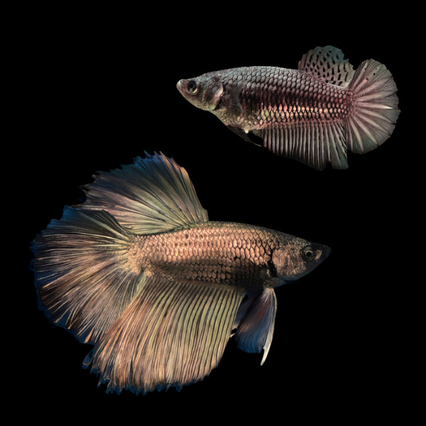 Super Delta Betta Pair Male & Female Copper 3cm - Real Aquatics