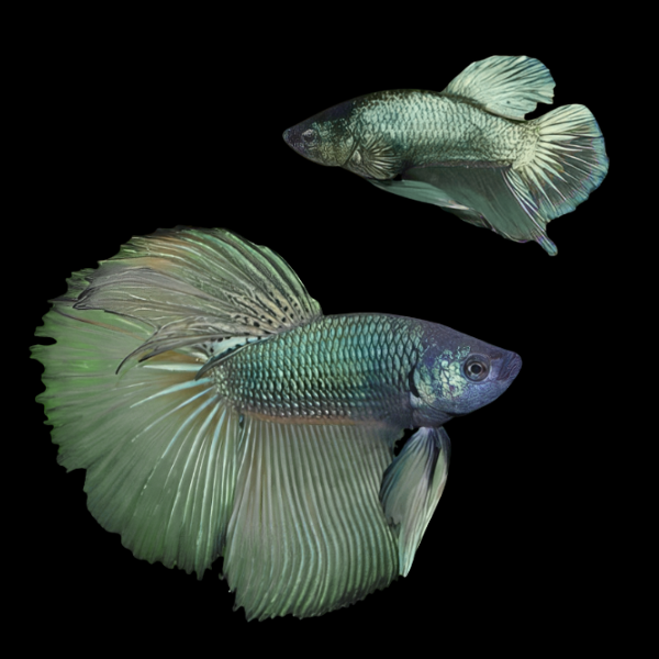 Super Delta Betta Pair Male & Female Green Base 3cm - Real Aquatics