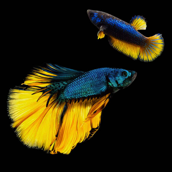 Super Delta Betta Pair Male & Female Mustard Gas 3cm - Real Aquatics