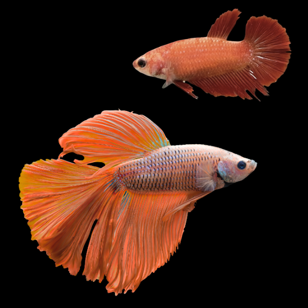 Super Delta Betta Pair Male & Female Orange Base 3cm - Real Aquatics