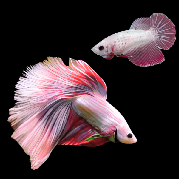 Super Delta Betta Pair Male & Female Pink Base 3cm - Real Aquatics