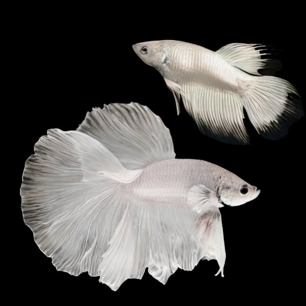 Super Delta Betta Pair Male & Female Platinum 3cm - Real Aquatics