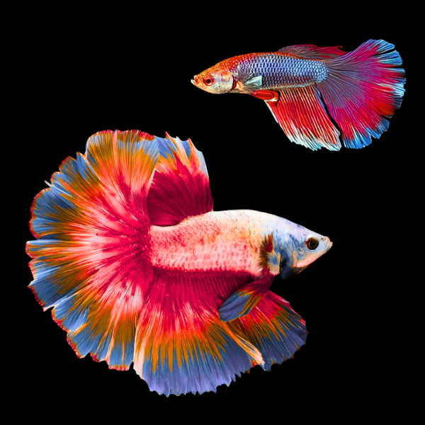 Super Delta Betta Pair Male & Female Red Base 3cm - Real Aquatics