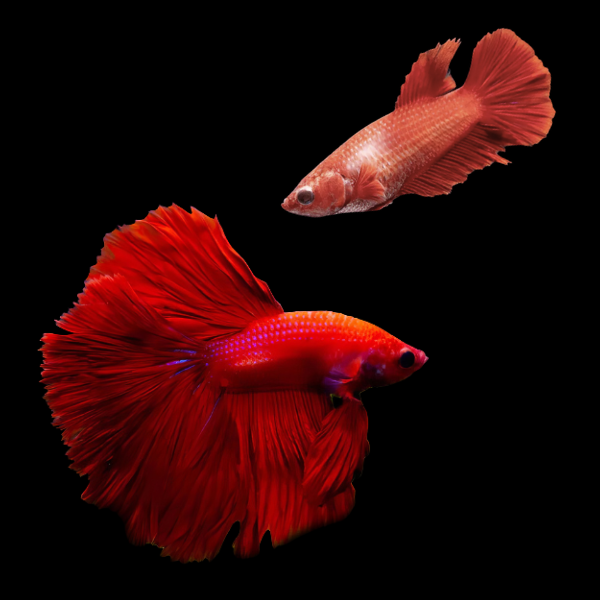 Super Delta Betta Pair Male & Female Red 3cm - Real Aquatics