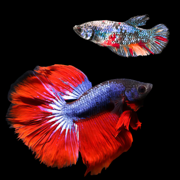 Super Delta Betta Pair Male & Female Tri Colour 3cm - Real Aquatics