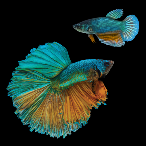 Super Delta Betta Pair Male & Female Turquoise Base 3cm - Real Aquatics