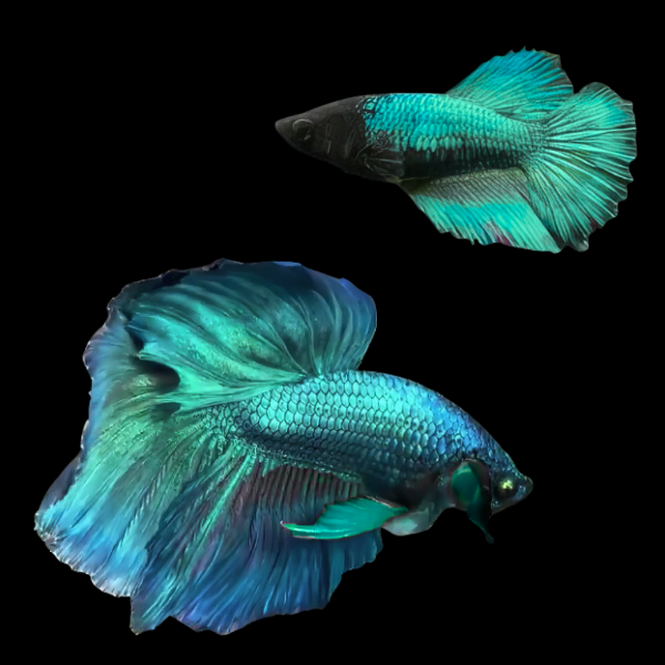 Super Delta Betta Pair Male & Female Turquoise 3cm - Real Aquatics