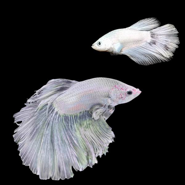 Super Delta Betta Pair Male & Female White Base 3cm - Real Aquatics