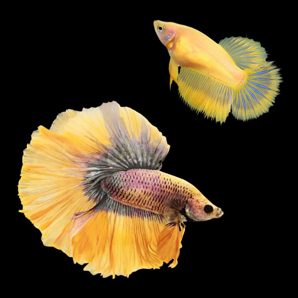 Super Delta Betta Pair Male & Female Yellow Base 3cm - Real Aquatics