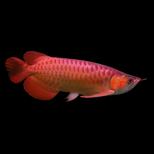 Super Fire Chilli Arowana Scleropages Formosus 20cm - Real Aquatics