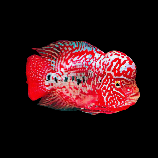 Flowerhorn Cichlid Super King Kamfa Grade AA 20cm Show Adult Male - Real Aquatics
