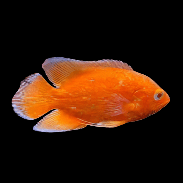 Super Chilli Red Oscar Astronotus Ocellatus 6cm - Real Aquatics