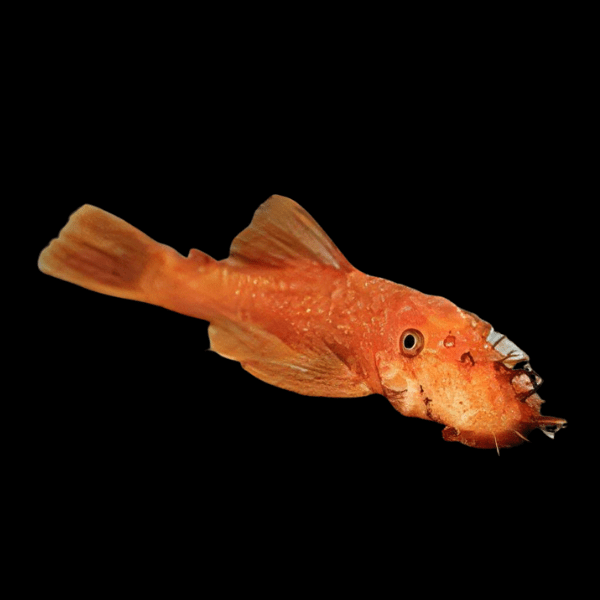 Super Red Bristlenose Pleco Ancistrus - Real Aquatics