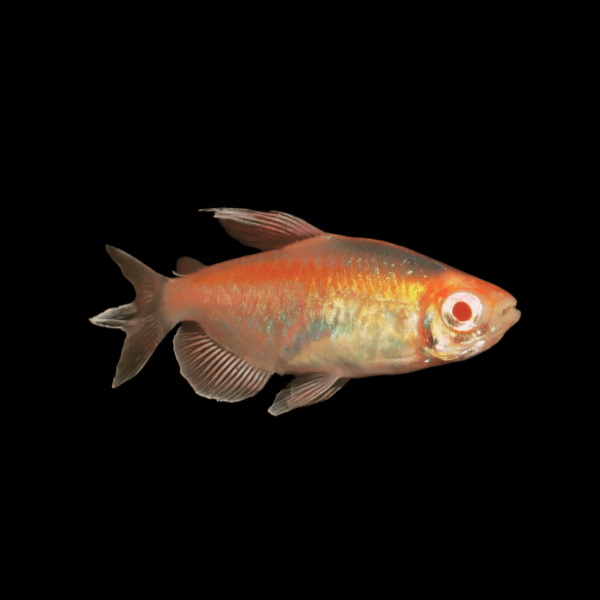 Super Red Congo Tetra Alestes Brichardi 2cm - Real Aquatics