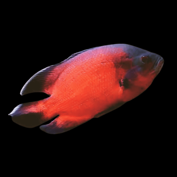 Super Red Oscar High Grade Astronotus Ocellatus 12cm - Real Aquatics