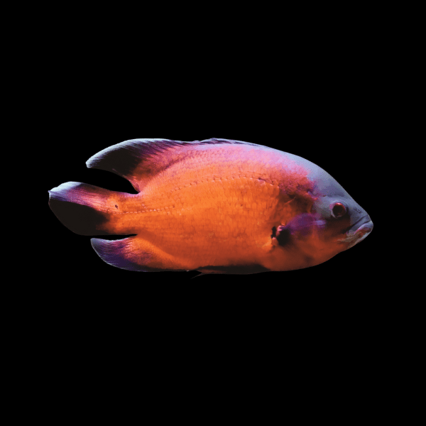 Super Red Oscar Astronotus Ocellatus - Real Aquatics