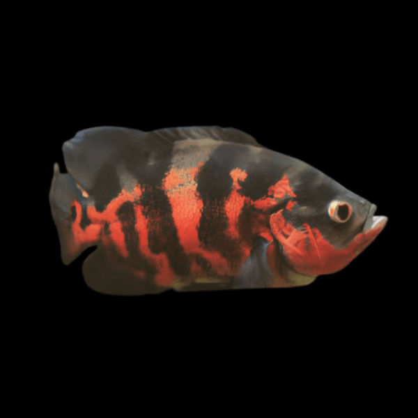 Super Red Tiger Oscar Astronotus Ocellatus - Real Aquatics