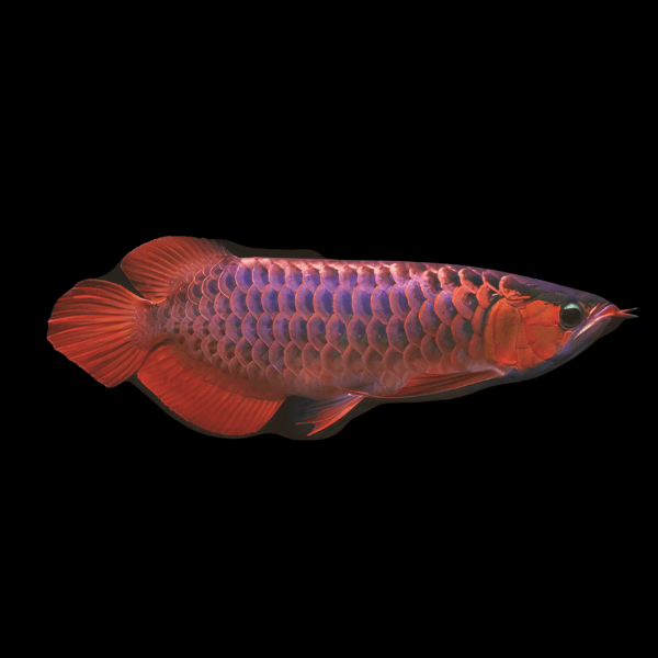 Super Red Violet Fusion Arowana Scleropages Formosus 20cm - Real Aquatics