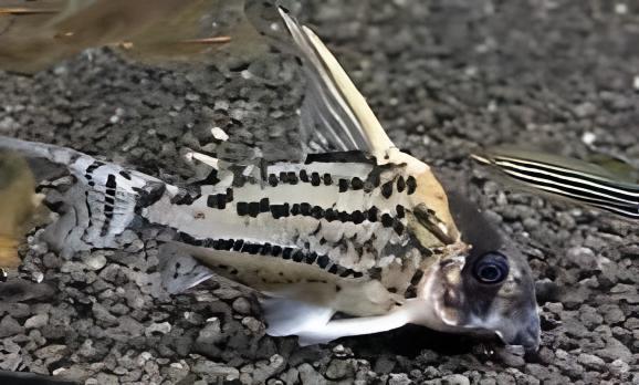 Super Schwartzi Corydoras Schwartzi 4cm Catfish. - Real Aquatics