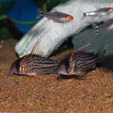 Super Schwartzi Corydoras Schwartzi 4cm Catfish. - Real Aquatics