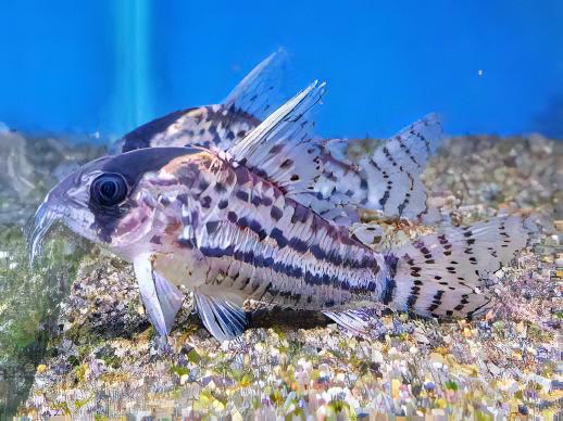 Super Schwartzi Corydoras Schwartzi 4cm Catfish. - Real Aquatics