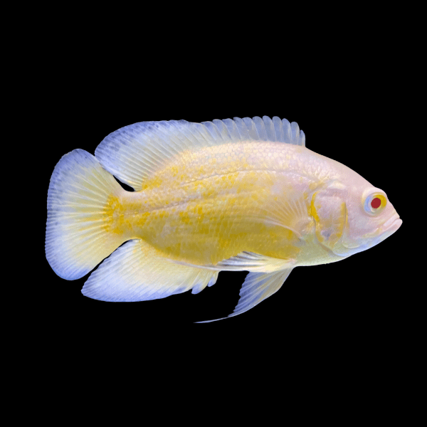 Super Yellow Oscar High Grade Astronotus Ocellatus 12cm - Real Aquatics