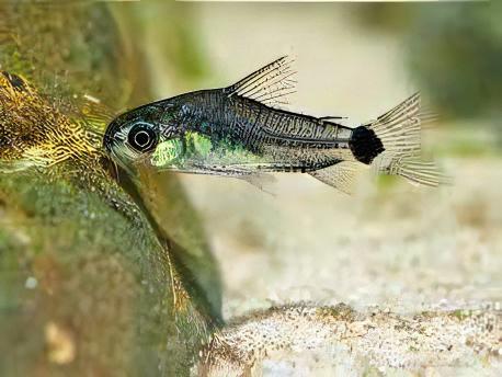 Tail Spot Dwarf Corydoras Hastatus 2cm Catfish - Real Aquatics