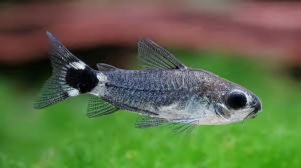 Tail Spot Dwarf Corydoras Hastatus 2cm Catfish - Real Aquatics