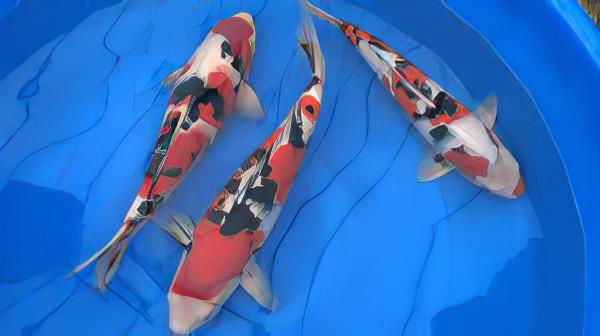 Taisho Sanke Japanese Koi Carp Cyprinus Carpio - Real Aquatics