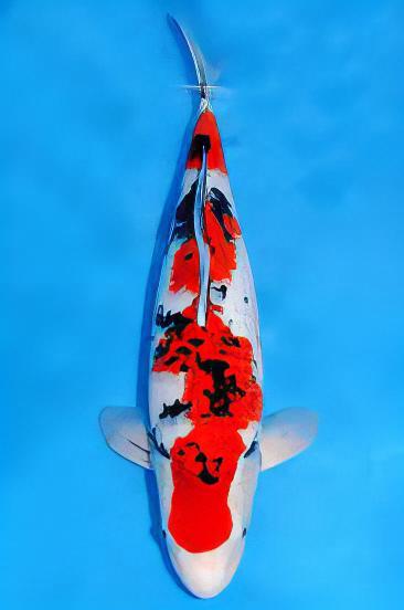 Taisho Sanke Grade A Koi Carp Cyprinus Carpio - Real Aquatics