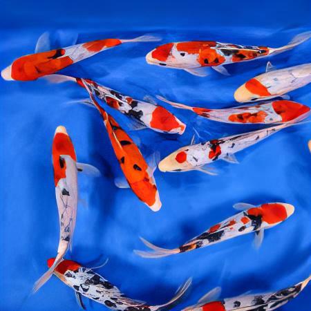 Taisho Sanke Grade A Koi Carp Cyprinus Carpio - Real Aquatics