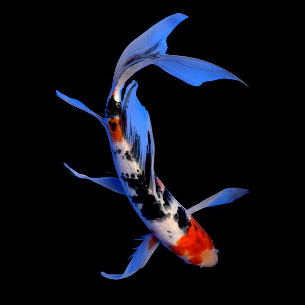 Taisho Sanke Butterfly Grade A Koi Carp Cyprinus Carpio - Real Aquatics