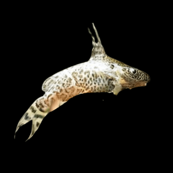 Tana Squeaker Catfish Synodontis Serpentis 3cm - Real Aquatics
