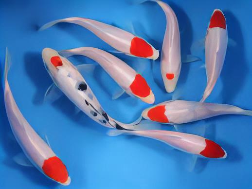 Tancho Grade A Koi Carp Cyprinus Carpio - Real Aquatics