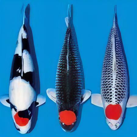 Tancho Grade A Koi Carp Cyprinus Carpio - Real Aquatics