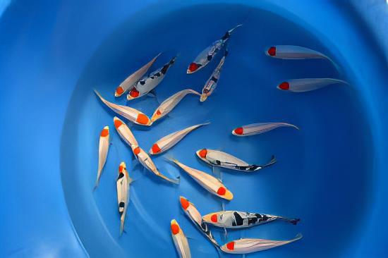 Tancho Grade A Koi Carp Cyprinus Carpio - Real Aquatics