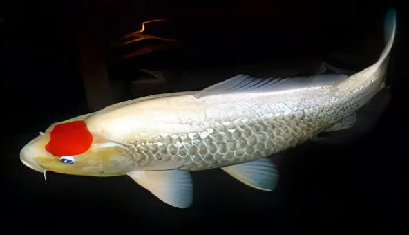 Tancho Grade A Koi Carp Cyprinus Carpio - Real Aquatics
