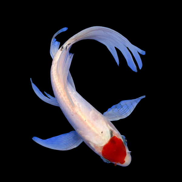 Tancho Butterfly Japanese Koi Carp Cyprinus Carpio - Real Aquatics