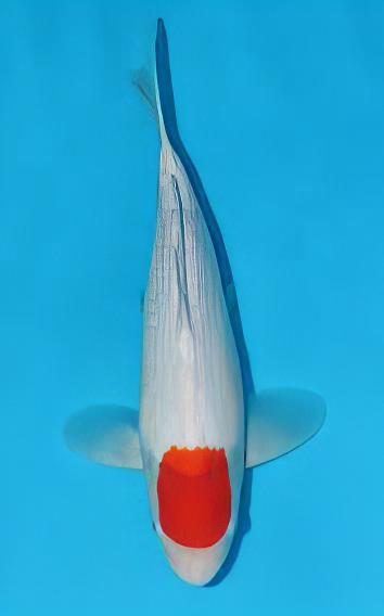 Tancho Japanese Koi Carp Cyprinus Carpio - Real Aquatics