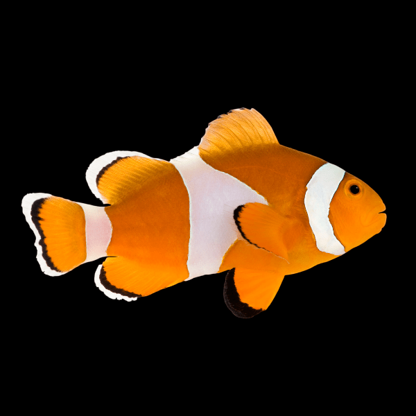 Tangerine Common Clownfish Amphiprion Ocellaris - Real Aquatics
