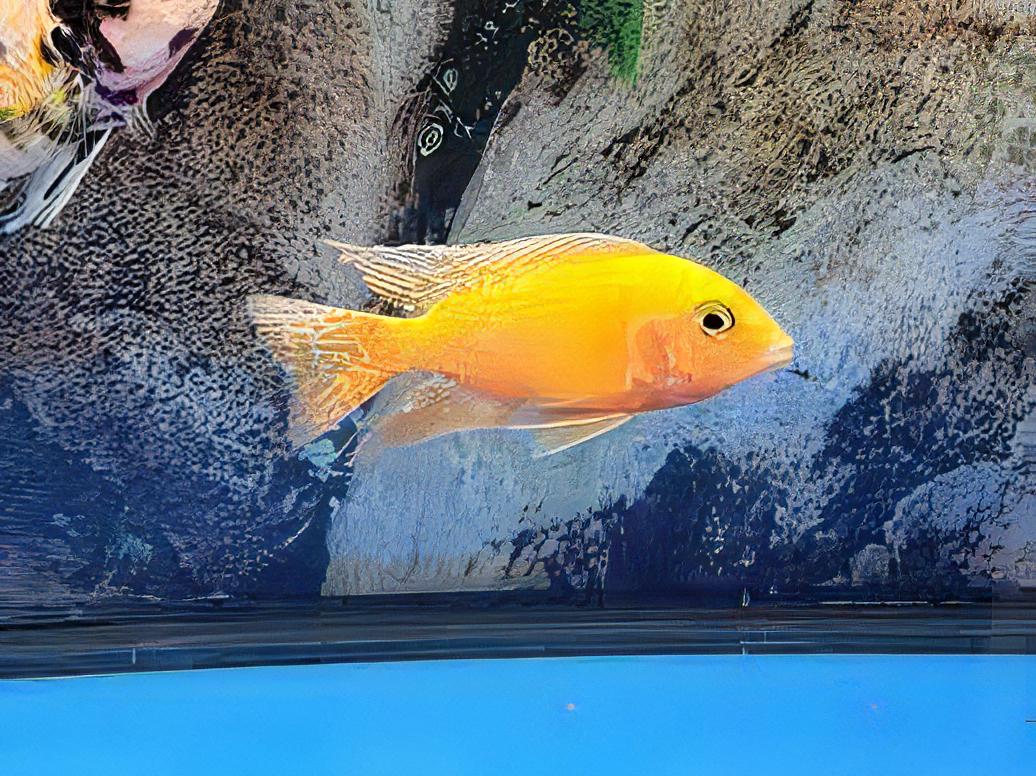 Aulonocara Tangerine Peacock Malawi African Cichlid